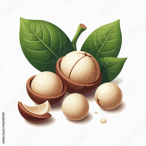Digital illustration showcases a macadamia nut with leaves and cracked open shells, displaying the nutritious seeds.  The image is detailed and highlights the tropical fruit.
