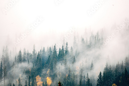 Aerial picture of fog in the forrest