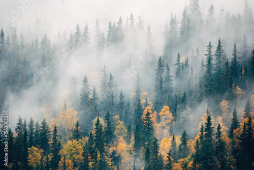 Aerial picture of fog in the forrest