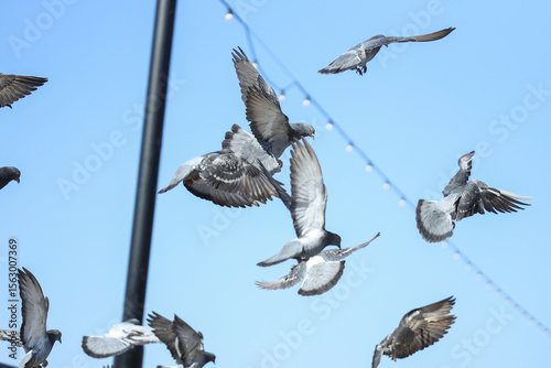 Flock of pigeons flying on ...