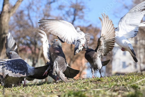 Flock of pigeons taking off...