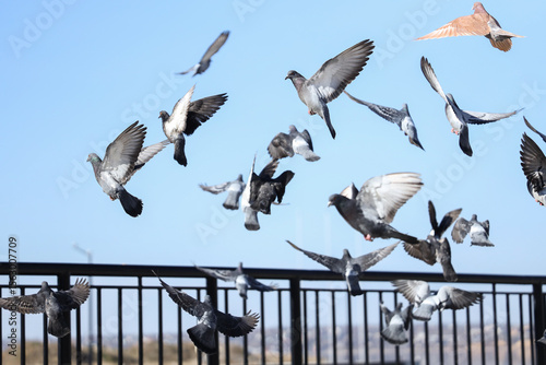 Flock of pigeons flying on ...