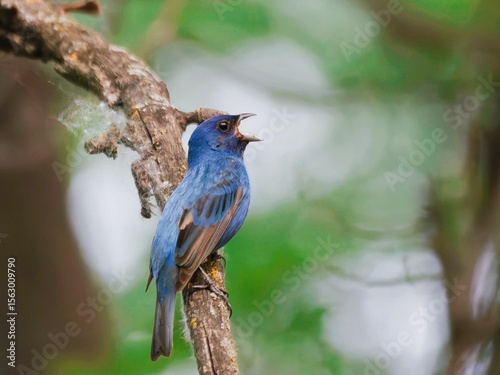 Fotografi Blue Bird Singing on a Tree Branch