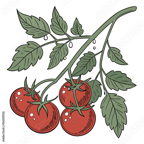 A branch of fresh red tomatoes isolated on white background