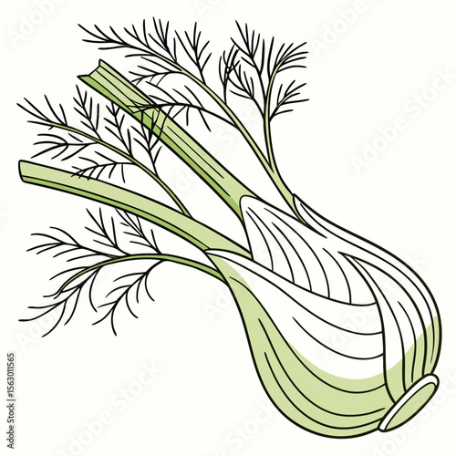 A fresh fennel bulb is isolated on white background