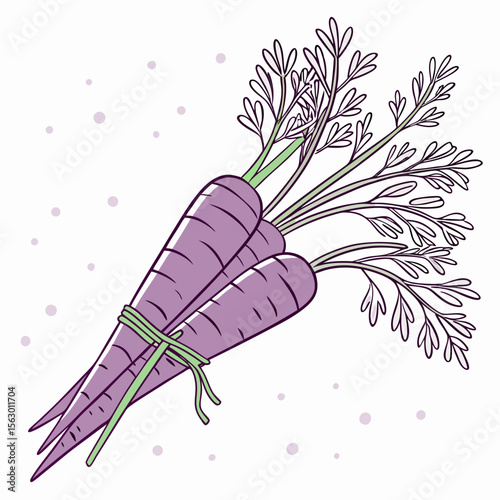 A bunch of purple carrots tied together isolated on white background