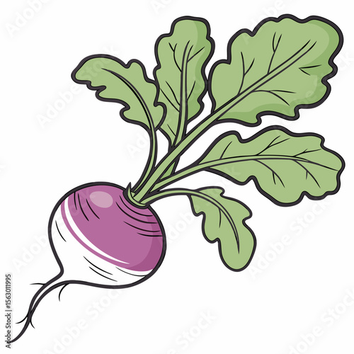 A purple turnip with leaves isolated on white background