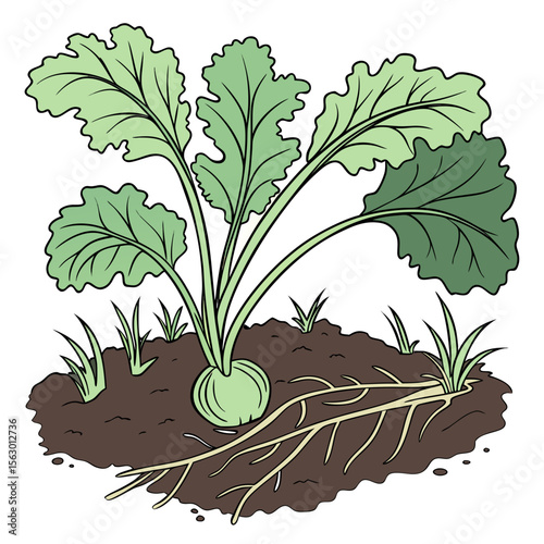 A kohlrabi plant growing in the garden soil
