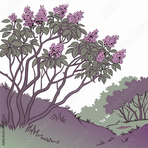 Lilac Bush Thicket Illustration