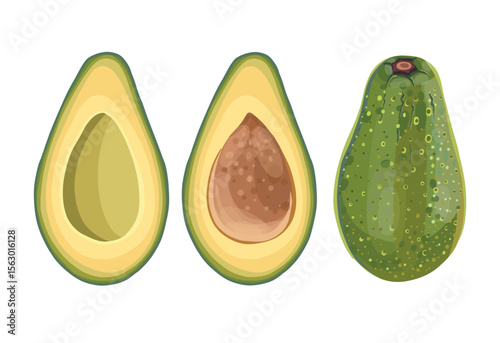 Realistic cartoon avocado fruit, Half an avocado with the pit. Avocado cut in half on white background