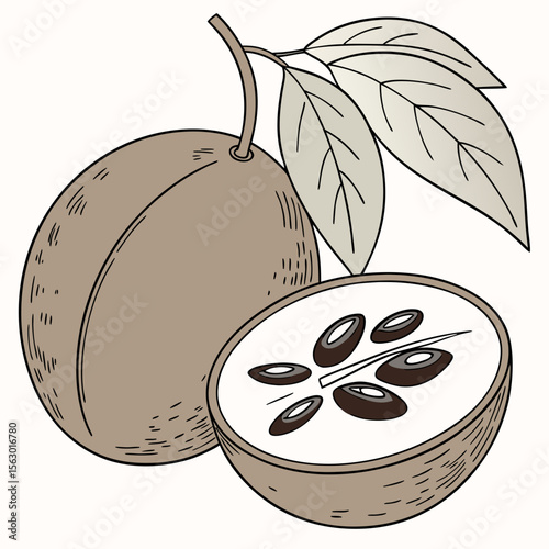 A sliced star apple with leaves illustration