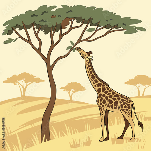 A giraffe is eating leaves from a tall tree in the african savanna