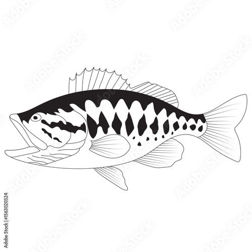 bass fish vector illustrations