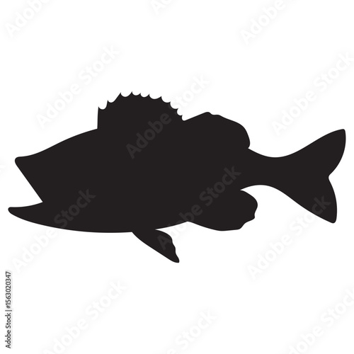 bass fish vector illustrations