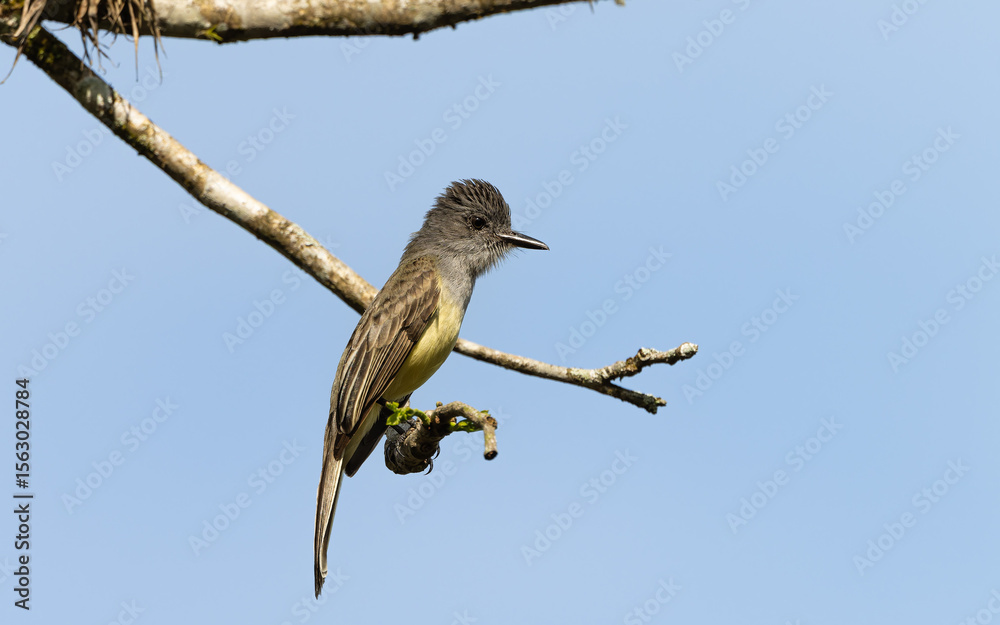 Fototapeta premium Schwarzkappen-Schopftyrann(Myiarchus tuberculifer)