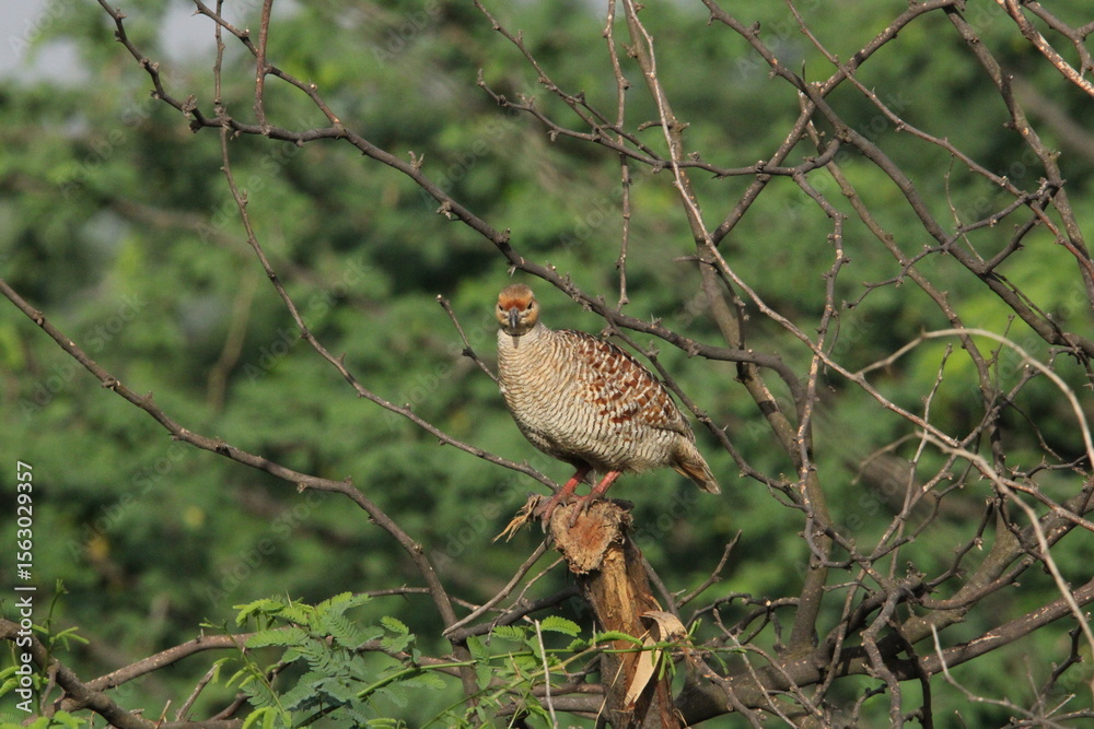 Fototapeta premium Francolin grey 