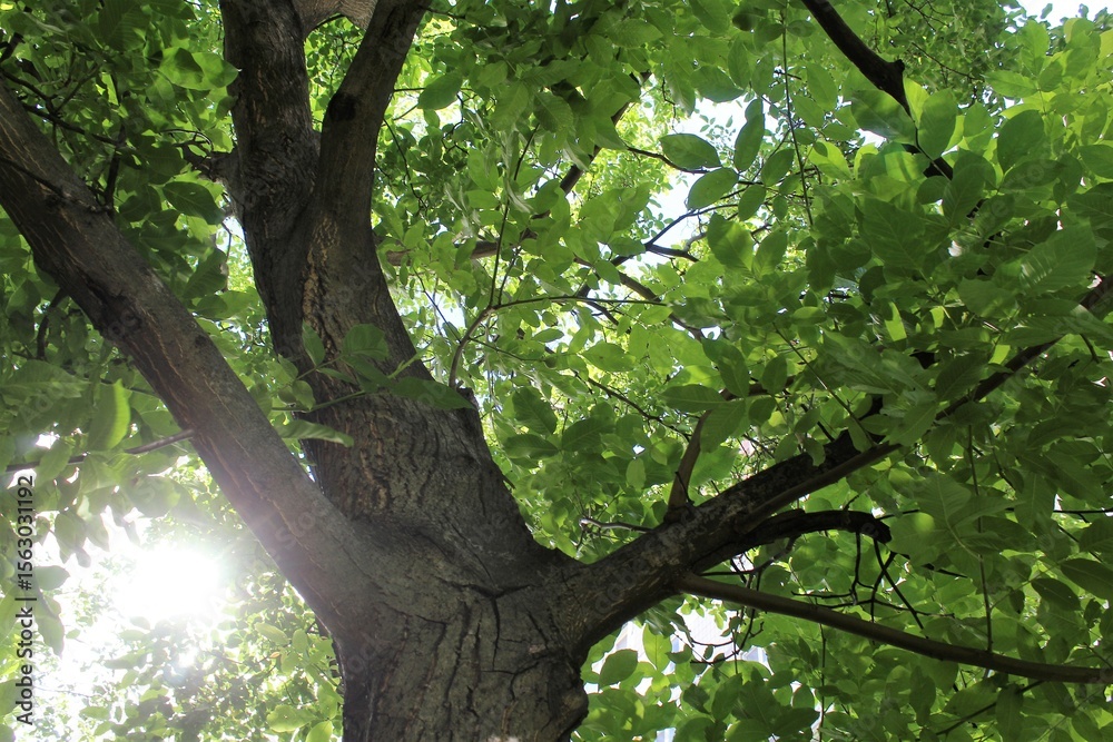 Fototapeta premium walnut tree in summer, green fresh leaves on the tree