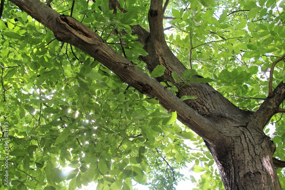 Fototapeta premium walnut tree in summer, green leaves on the tree