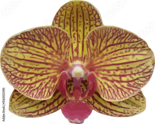 vector image of moon orchid flower on a white background