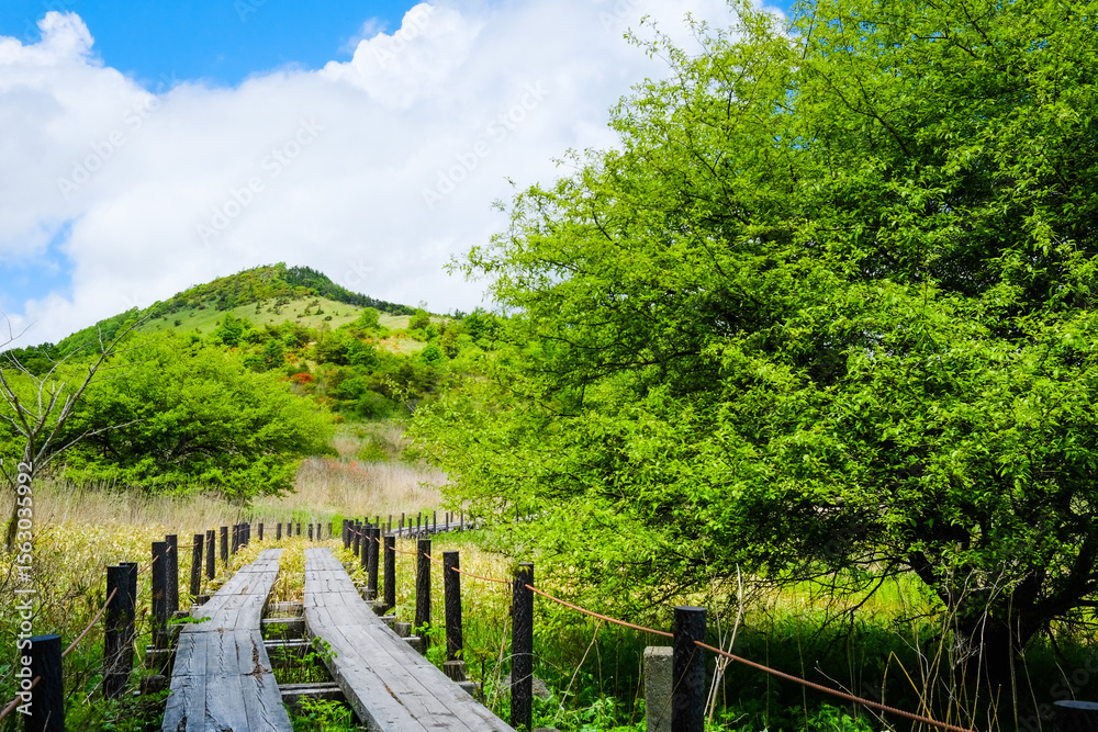 Fototapeta premium 八島ヶ原湿原 初夏