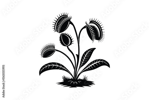 Venus flytrap plant with leaves vector silhouette