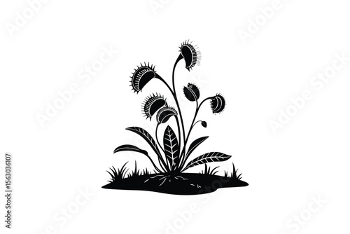 Venus Flytrap Plant Silhouette on White Background