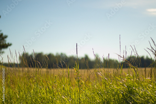 Fototapeta Naklejka Na Ścianę i Meble -  Close-up of tall grass glowing in sunlight with a soft-focus tree line and blue sky in the distance, evoking summer calm.