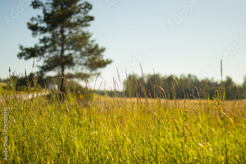 Fototapeta Naklejka Na Ścianę i Meble -  Bright summer scene showing tall green grass in focus with a single tree and forest in the blurred background.
