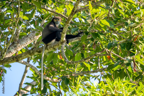 Wallpaper Mural Black-shanked Douc Langur - Pygathrix nigripes, beautiful Critically Endangered native to forests of Indochina, Vietnam. Torontodigital.ca