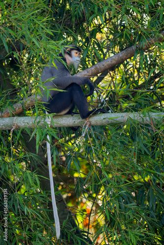 Wallpaper Mural Black-shanked Douc Langur - Pygathrix nigripes, beautiful Critically Endangered native to forests of Indochina, Vietnam. Torontodigital.ca