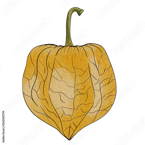 gooseberry01