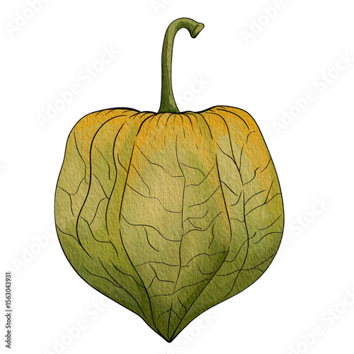 gooseberry01