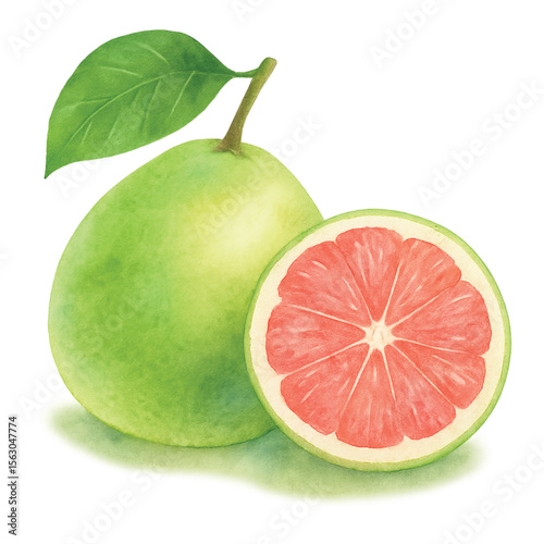 Pomelo_Watercolor_Thai_Fruit
