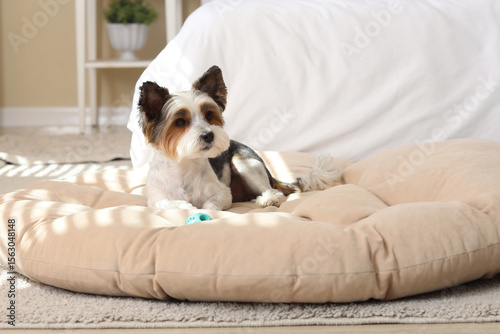 Cute Biewer Terrier dog wit...