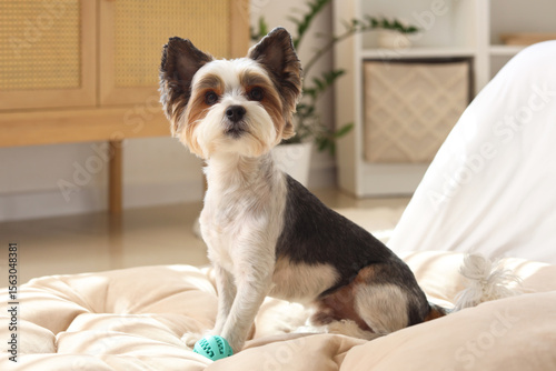 Cute Biewer Terrier dog wit...
