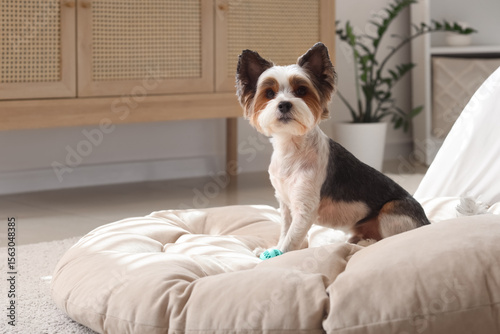 Cute Biewer Terrier dog wit...