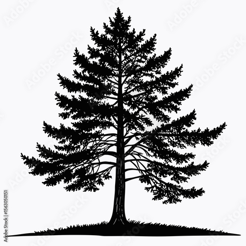Black Ink Silhouette Large Coniferous Tree Detailed Drawing