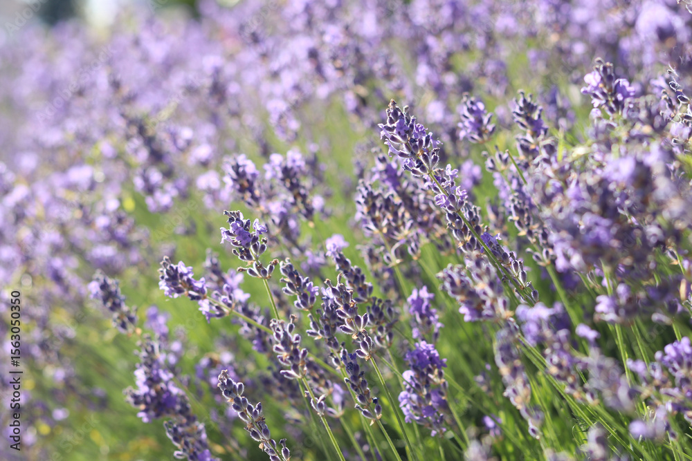 Obraz premium Field of blooming lavender. Close-up of lavender bushes with selective focus. Lavender on a sunny day. Aromatherapy. Natural background. Growing lavender bushes