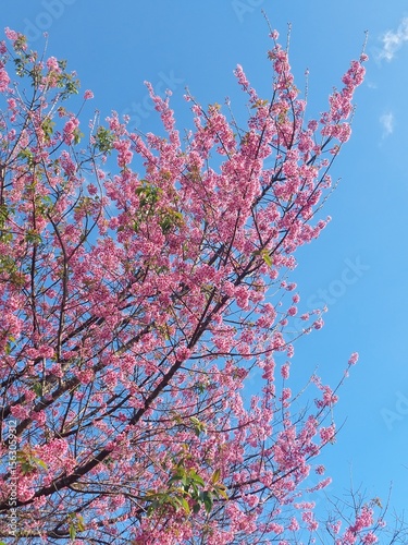 pink cherry blossom