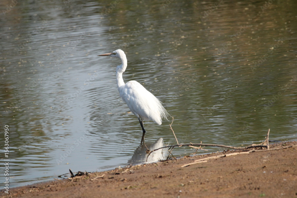 Naklejka premium Heron