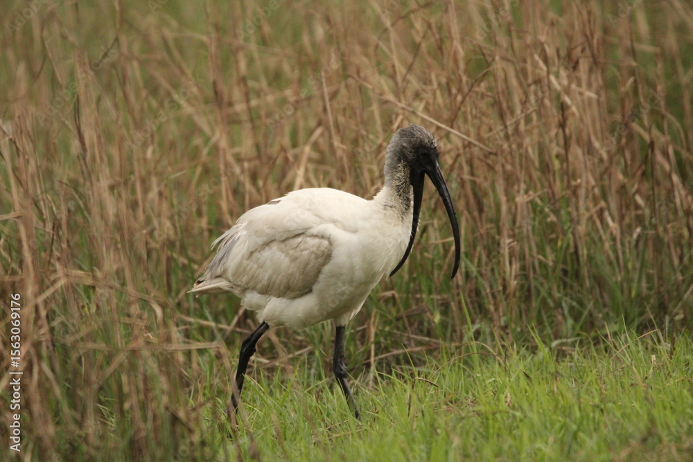 Fototapeta premium Ibis