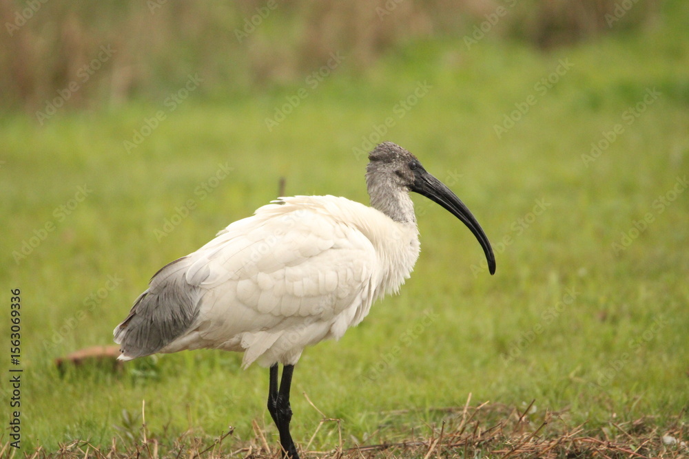 Fototapeta premium Ibis