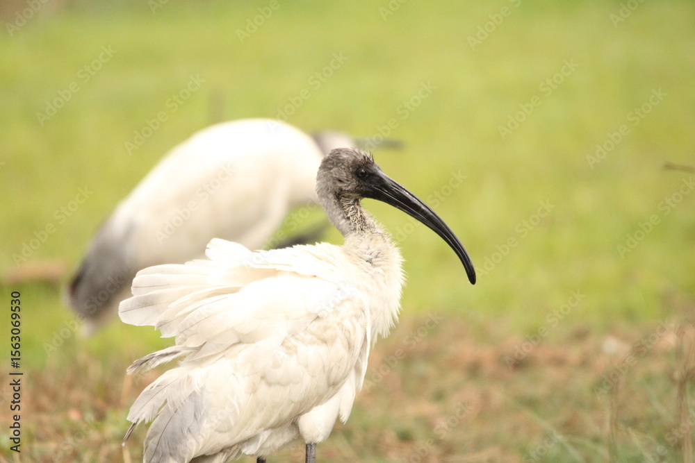 Fototapeta premium Ibis