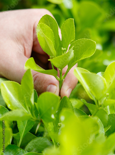A person is reaching for a leaf in a green bush