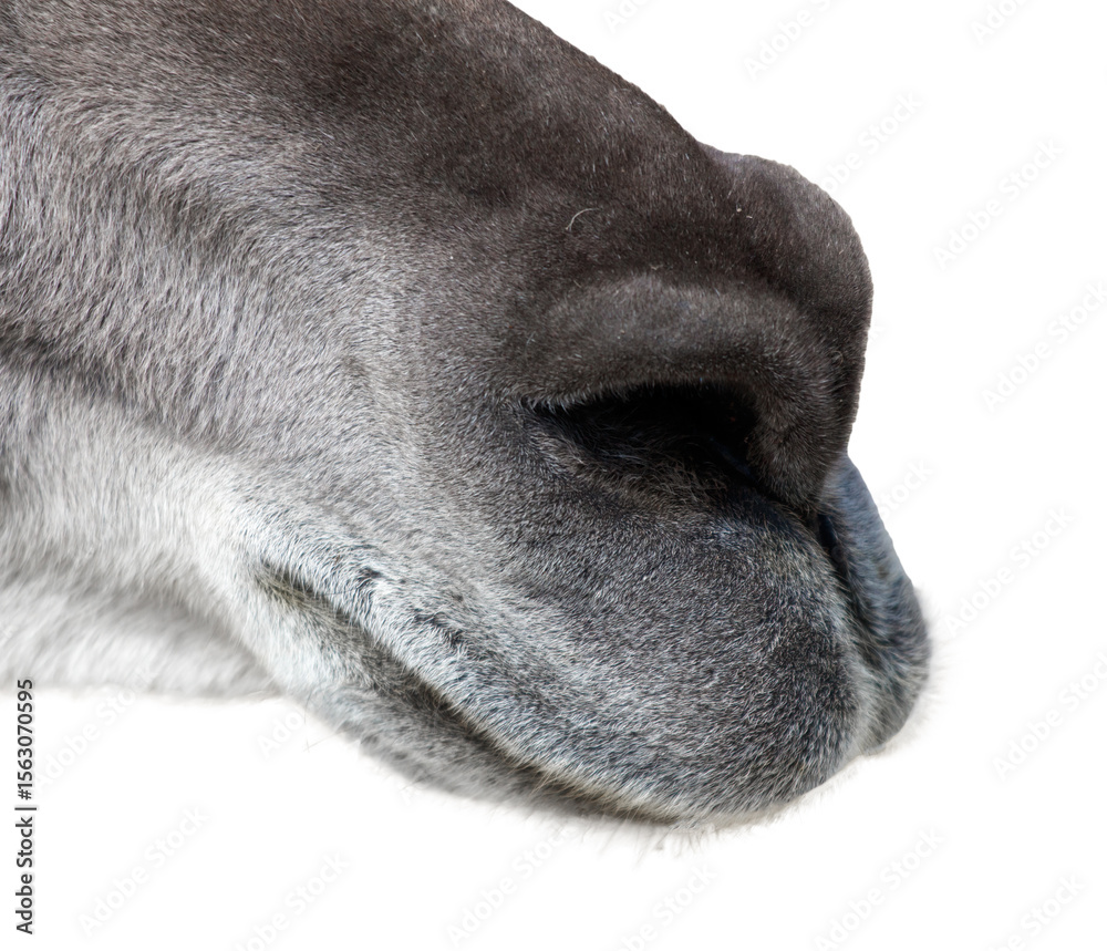 Obraz premium A close up of a horse's nose with a white background