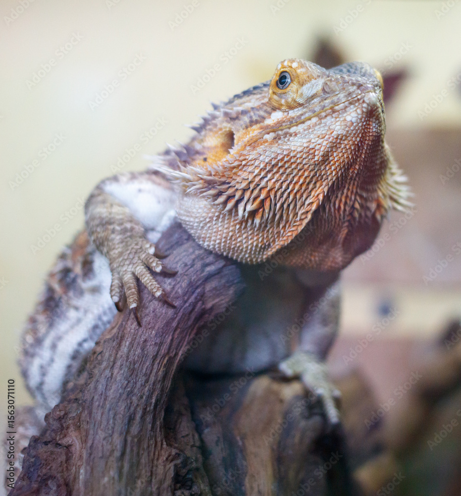 Obraz premium A lizard is sitting on a log