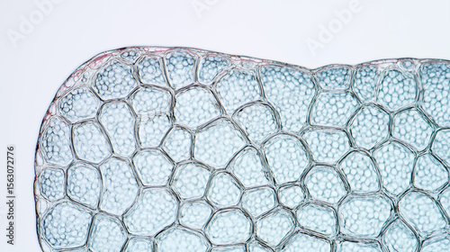 Artificial skin cellular structure under magnification. Detailed view reveals transparent honeycomb pattern, showcasing biotechnology research for human tissue regeneration and transplantation.