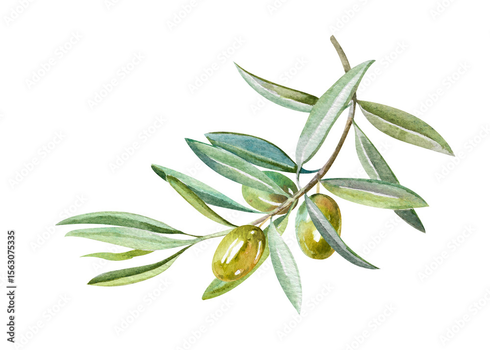 Obraz premium Fresh olive branch with leaves and ripe fruits hand drawn watercolor illustration isolated on white background. Botanical clipart of Green twig for food, natural, eco designs, holiday, menu