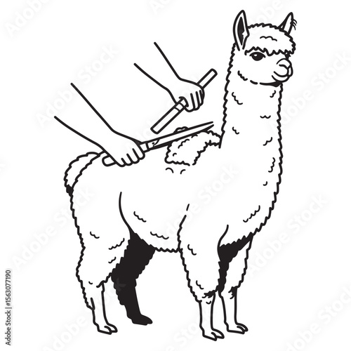 Cartoon illustration of a farmer shearing the wool from a standing adorable alpaca