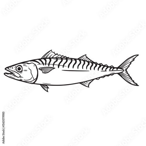 Detailed black and white line art illustration of a mackerel fish on a white background